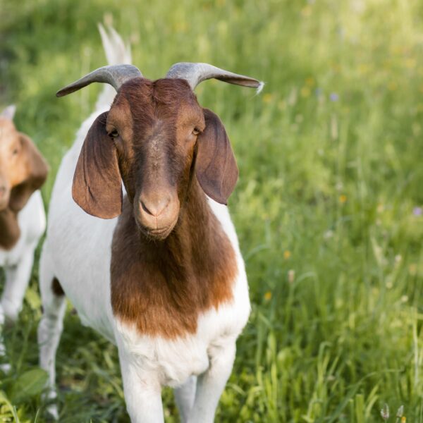 close-up-goats-farm