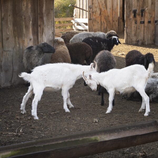 cute-farm-animals-group