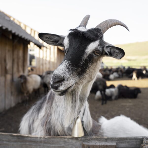 rural-life-concept-with-goats